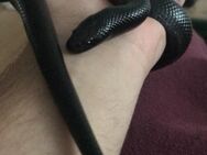 Verkaufe schwarze mexikanische Königsnatter (Lampropeltis getula nigrita) - Braunschweig