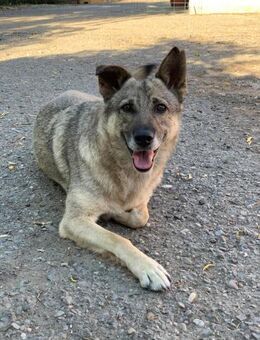 Ciky sucht ihre Pflegeeltern - Celle