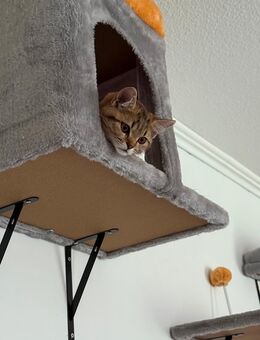 BKH mix kitten - Hamburg Wandsbek