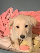 Vier Welpen suchen ein zuhause in 99706