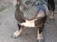 Französische bulldogge hündin - Werther