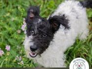 Zotti: Hundekind sucht ein Zuhause - Kirchzell