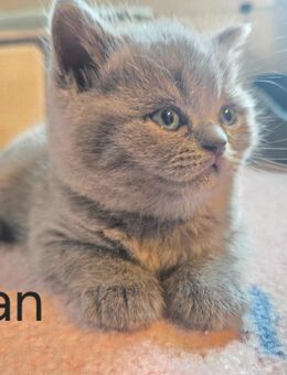 BLH/BKH Kitten - Bebra