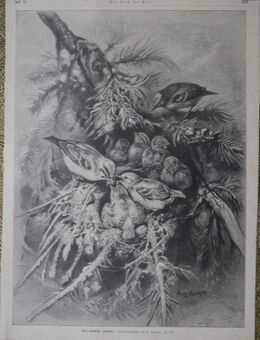 Grafik : Vogelnest , Eine glückliche Familie ., Originalzeichnung von August Specht . , Vögel ; Blatt 35cm x 25,5cm , M24 - Görlitz