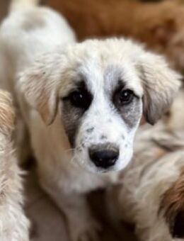 Verschmuste, liebe Julie - Kallmünz