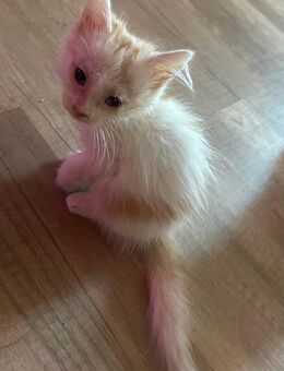 Kitten zu Verkaufen - Ronneburg (Thüringen)