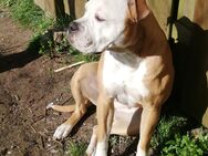 Old english bulldogge Weibchen - Bergen (Niedersachsen)