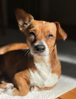 Nala, Prinzessin sucht Zuhause - Lich