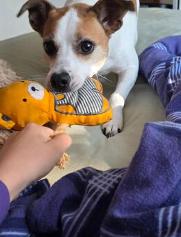 Jack russel sucht schweren herzens neues zuhause - Lüneburg