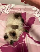 reinrassige kleine Perser Katze in 87775