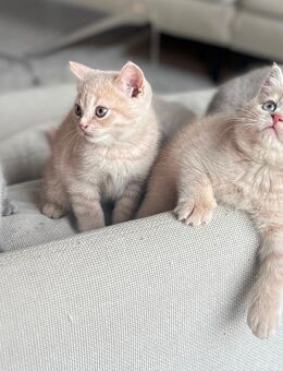 BKH Kitten - Neunkirchen-Seelscheid