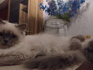 Ivy und Hektor – Zwei charmante Ragdoll Kitten suchen zusammen ein liebevolles Zuhause! 🐾 - Haan