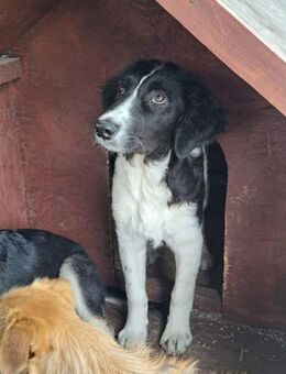 MICA - (sanft, treu, herzensgut) - Köln