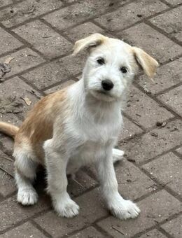 Samba sucht Familie - Greifswald