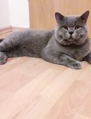 BKH Deckkater, Blutgruppe B, Stammbaum in 52525