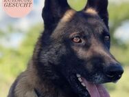 Aktiver AARON sucht Herzmenschen ❤️ - Saarbrücken