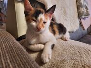 Dreifarbige Glückskatze, 12 Wochen alt, Kitten, Babykatze, Katze, 13 Wochen - Brilon