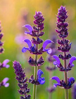Wiesensalbei Samen Salvia pratensis Heimische Pflanzen duftend - Pfedelbach