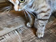 Kleine Kitten suchen neues Zuhause - Sundhagen