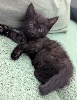 Katzenbabys Kitten - Neuhausen (Fildern)