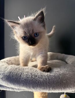 BLH Kitten / Kitten / Katzenbaby / Katze / Welpen - Langenhagen