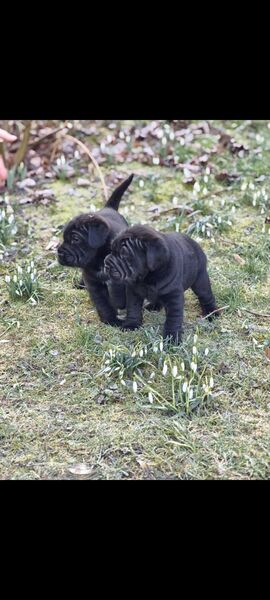 Shar Poo Doodle Welpen - Shar Pei Pudel Rüden und Weibchen