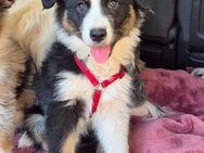 Australian Shepherd Welpen ab 10.5.25 abzugeben
