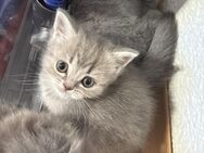 Süße Katzenbabys suchen ein liebevolles Zuhause - Vöhringen Zentrum