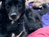 Labrador Mix Bobby - freundlicher Rüde 5-7 Jahre, kastriert - perfekt für Anfänger - Markkleeberg