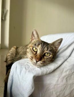 Verspielte Mimmi - Ellerbek