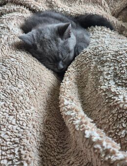 Reinrassige BKH kitten - Breese