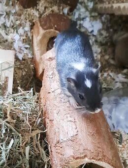 Niedliches Rennmaus Weibchen 9 Wochen sucht neues Zuhause – Spotted Black, neugierig & lieb - Weinheim