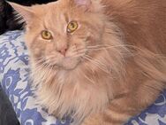 Liebevoller Maine Coon Kater 1 Jahr alt - Wuppertal