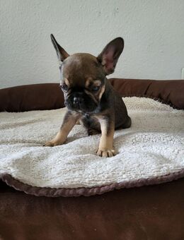 Französische-Bulldoggen Welpen - Mülheim (Ruhr)
