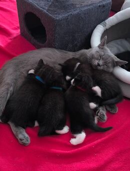 Kitten suchen bald ein neues zu Hause - Gelsenkirchen Bulmke-Hüllen