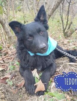 Teddy ein schwarzer Kroate - Flörsheim-Dalsheim