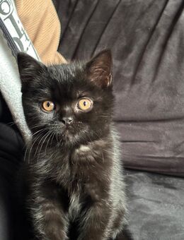 BKH Mix Kitten suchen ein neues Zuhause - Sankt Katharinen (Neuwied)