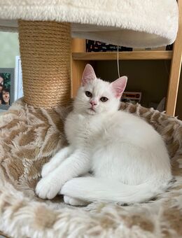 BKH / BLH Highlander Kitten - Leipzig