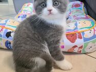 Reinrassige BKH Kitten - Wurzen Kühren