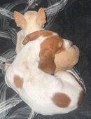 Süßer Dackelwelpe „Lilli“ sucht liebevolles Zuhause ❤️ in 08237