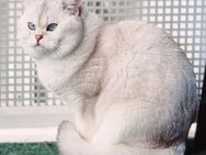 Deckkater Stammbaum blauen Augen BKH Farbe seal-silver-shaded-point ns 11-33 - Baden-Baden