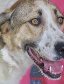 Maya, sozial, freundlich, neugierig - Westerholt