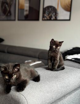 Verspielte Kitten Katzenbabys - 9 Wochen jungen - Abgabe im September - Augsburg