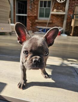 Französische Bulldogge silber/blue - Meerbeck