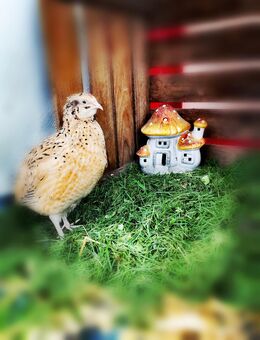 Lege Wachteln - Berlin Marzahn-Hellersdorf