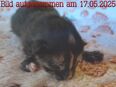 Weibliches Maine-Coon-Mix-Kitten abzugeben in 74080