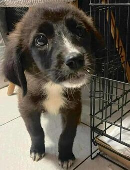 PALOMA - Welpine möchte Geborgenheit - Aerzen