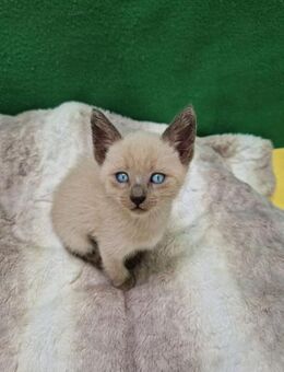 🐱🐈 Katzenbabys Thomas & Axel🐈🐱 - Eislingen (Fils)