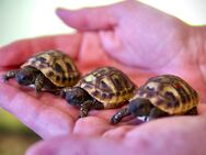 Griechische Landschildkröten-Babys Schlupf 23 suchen neues Zuhause - Wiesloch