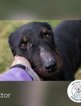 Viktor: Hält das Tierheim kaum aus - Kirchzell